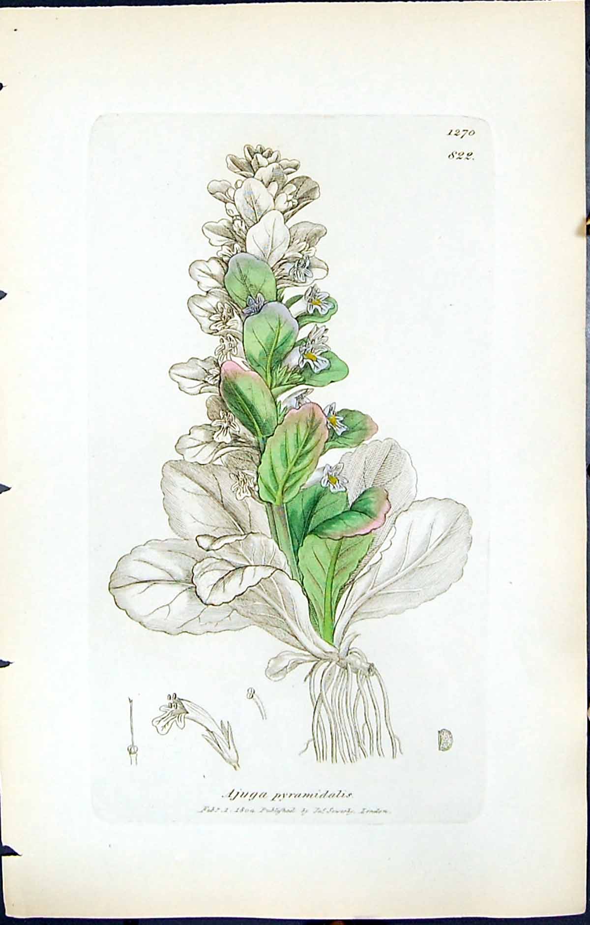 Antique Old Print Ajuga Pyramidalis British Plants Botany 1847 Sowerby Smith