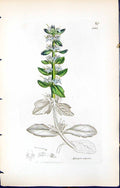 Antique Print Ajuga Alpina British Plants Botany 1847 Sowerby Smith Colour 19th
