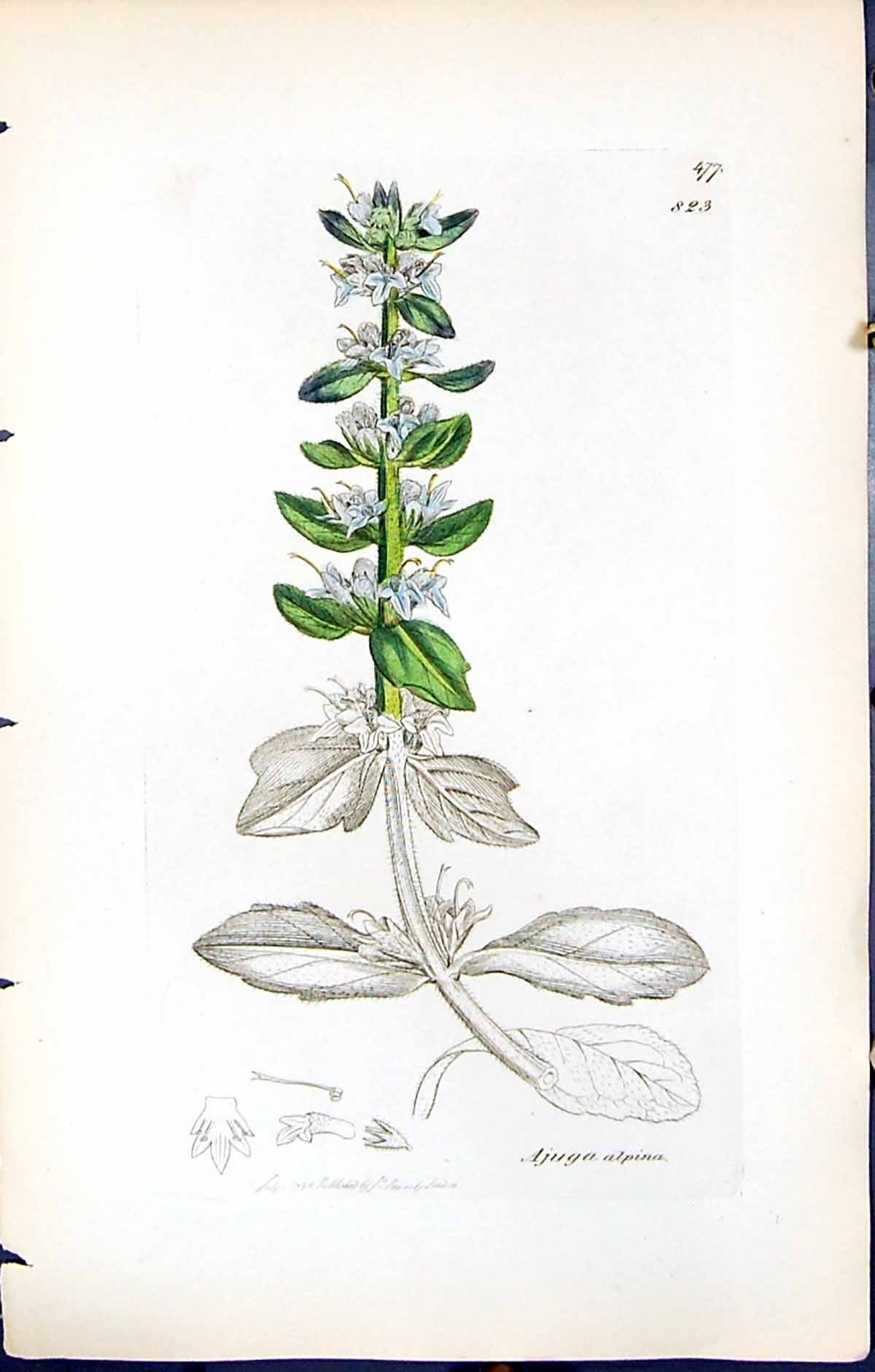 Antique Print Ajuga Alpina British Plants Botany 1847 Sowerby Smith Colour 19th