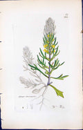 Antique Old Print Ajuga Chamaepitys British Plants Botany 1847 Sowerby Smith