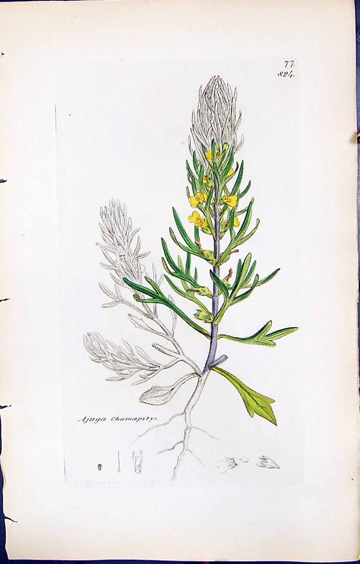 Antique Old Print Ajuga Chamaepitys British Plants Botany 1847 Sowerby Smith