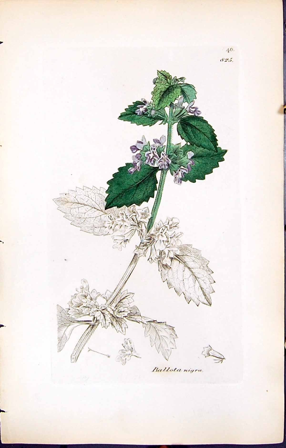 Antique Print Ballota Nigra British Plants Botany 1847 Sowerby Smith Colour
