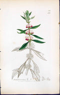 Antique Old Print British Plants Botany 1847 Sowerby Smith Leonurus Cardiaca