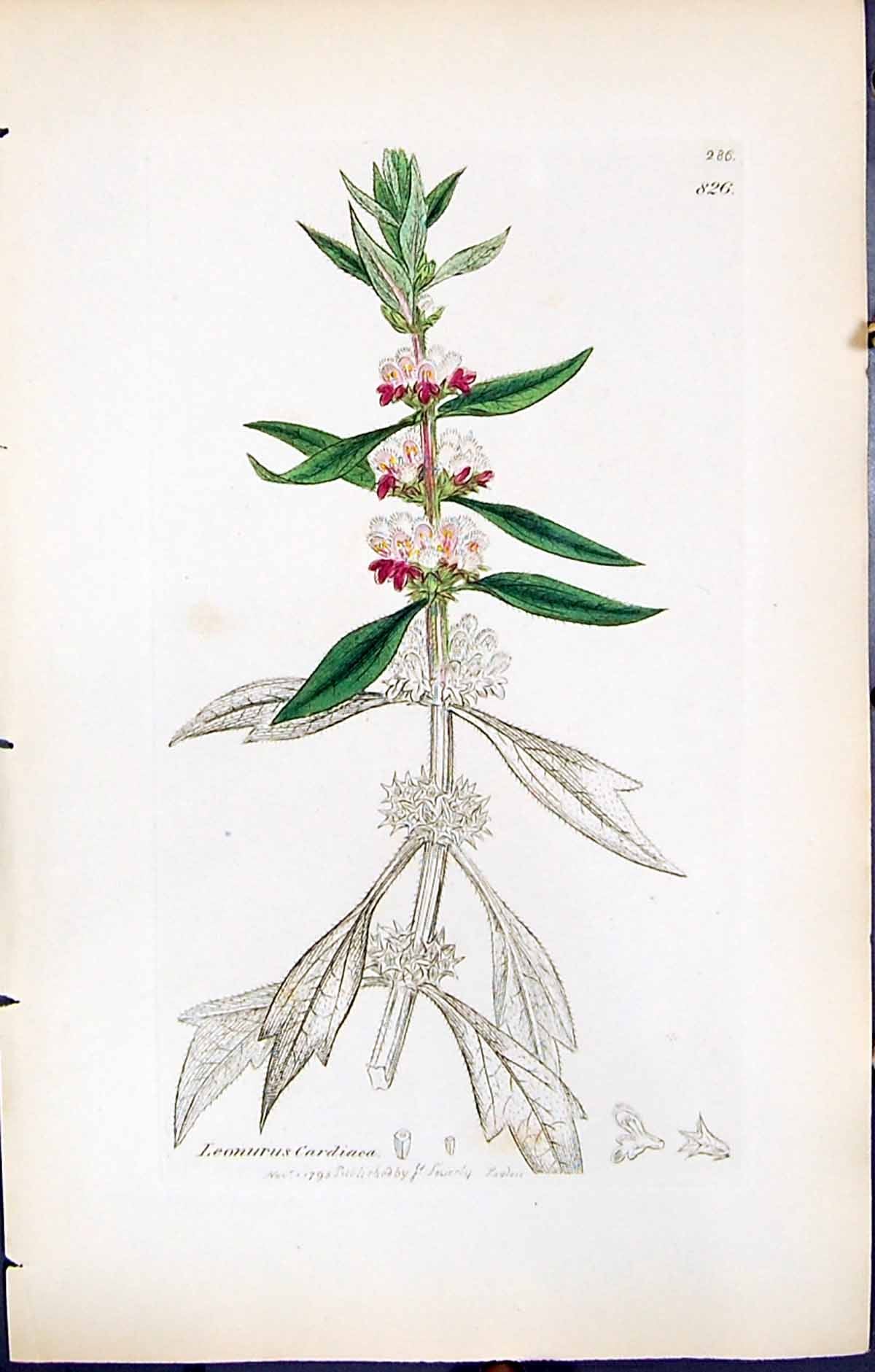 Antique Old Print British Plants Botany 1847 Sowerby Smith Leonurus Cardiaca