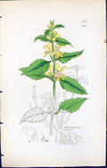 Antique Old Print Galeobdolon Luteum British Plants Botany 1847 Sowerby Smith
