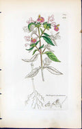 Antique Old Print Galeopsis Ladanum British Plants Botany 1847 Sowerby Smith