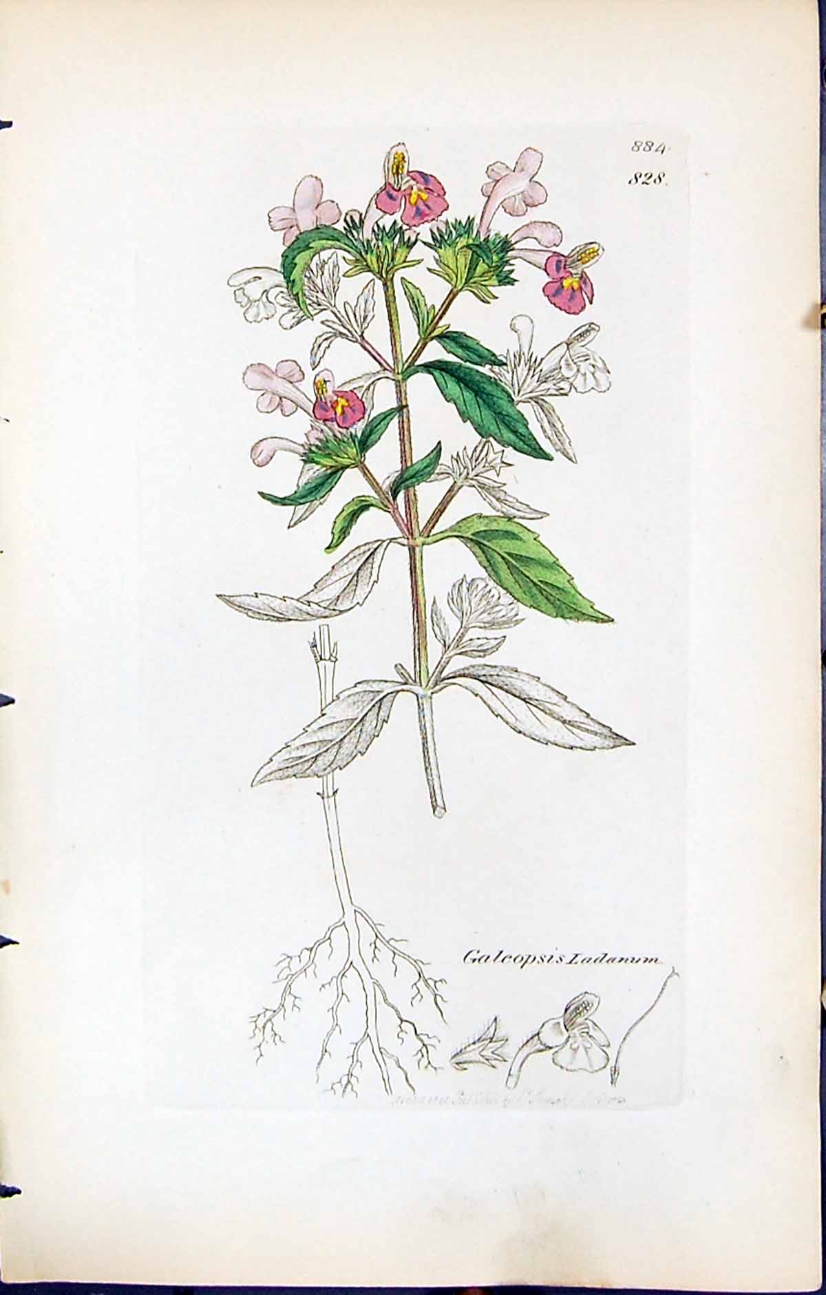 Antique Old Print Galeopsis Ladanum British Plants Botany 1847 Sowerby Smith