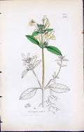 Antique Old Print Galeopsis Villosa British Plants Botany 1847 Sowerby Smith