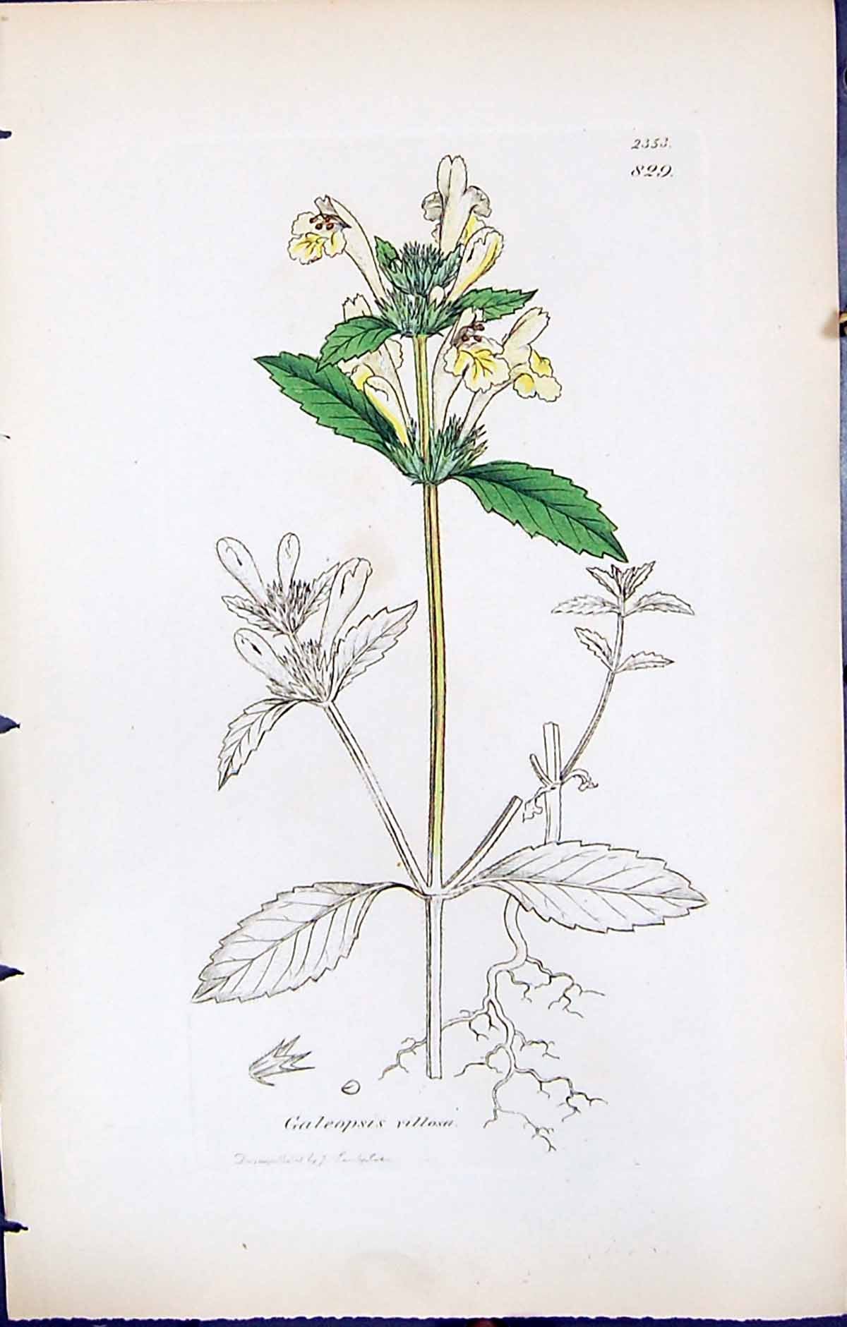 Antique Old Print Galeopsis Villosa British Plants Botany 1847 Sowerby Smith