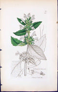 Antique Old Print Galeopsis Tetrahit British Plants Botany 1847 Sowerby Smith