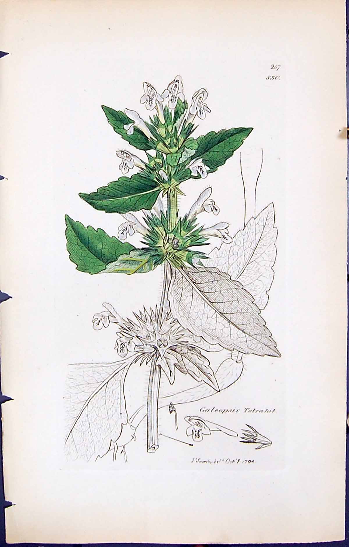 Antique Old Print Galeopsis Tetrahit British Plants Botany 1847 Sowerby Smith