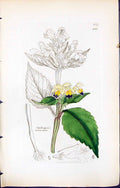 Antique Print British Plants Botany 1847 Sowerby Smith Galeopsis Versicolor