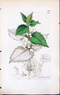 Antique Print Lamium Album British Plants Botany 1847 Sowerby Smith Colour 19th