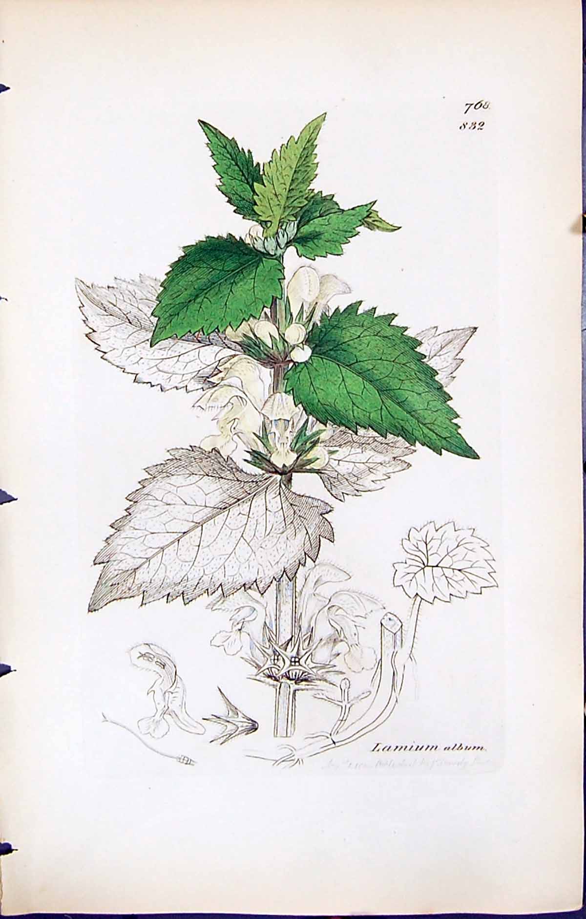 Antique Print Lamium Album British Plants Botany 1847 Sowerby Smith Colour 19th