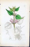 Antique Old Print Lamium Maculatum British Plants Botany 1847 Sowerby Smith