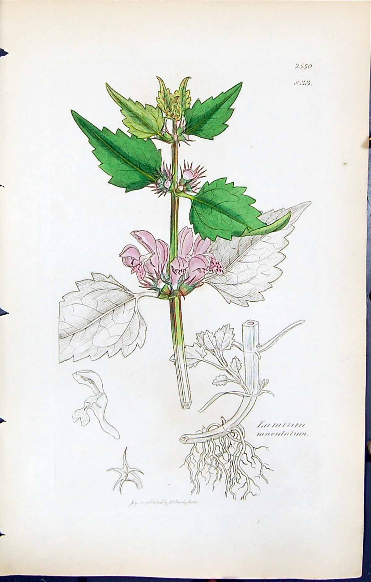 Antique Old Print Lamium Maculatum British Plants Botany 1847 Sowerby Smith