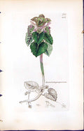 Antique Old Print British Plants Botany 1847 Sowerby Smith Lamium Purpureum