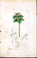 Old Print British Plants Botany 1847 Sowerby Smith Colour Lamium Incisum 19th