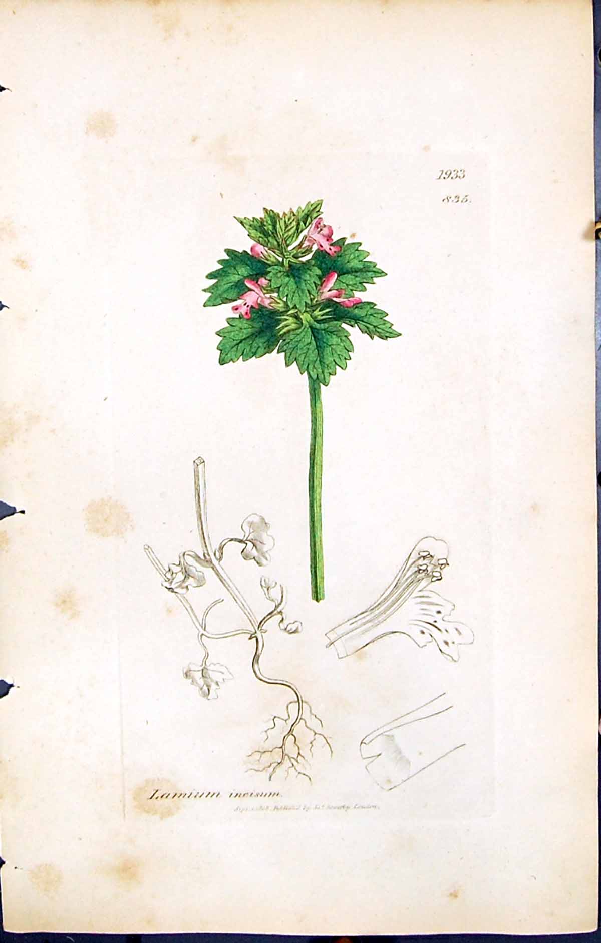 Old Print British Plants Botany 1847 Sowerby Smith Colour Lamium Incisum 19th