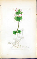 Antique Print British Plants Botany 1847 Sowerby Smith Lamium Amplexicaule 19th