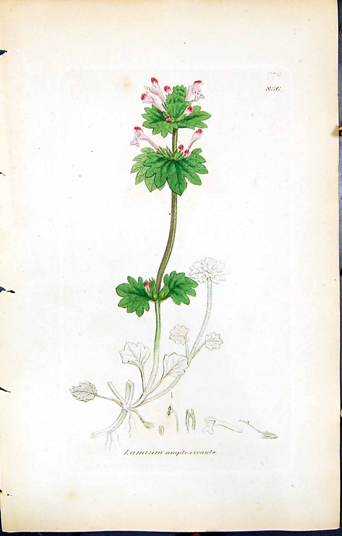 Antique Print British Plants Botany 1847 Sowerby Smith Lamium Amplexicaule 19th