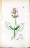Antique Print British Plants Botany 1847 Sowerby Smith Betonica Officinalis
