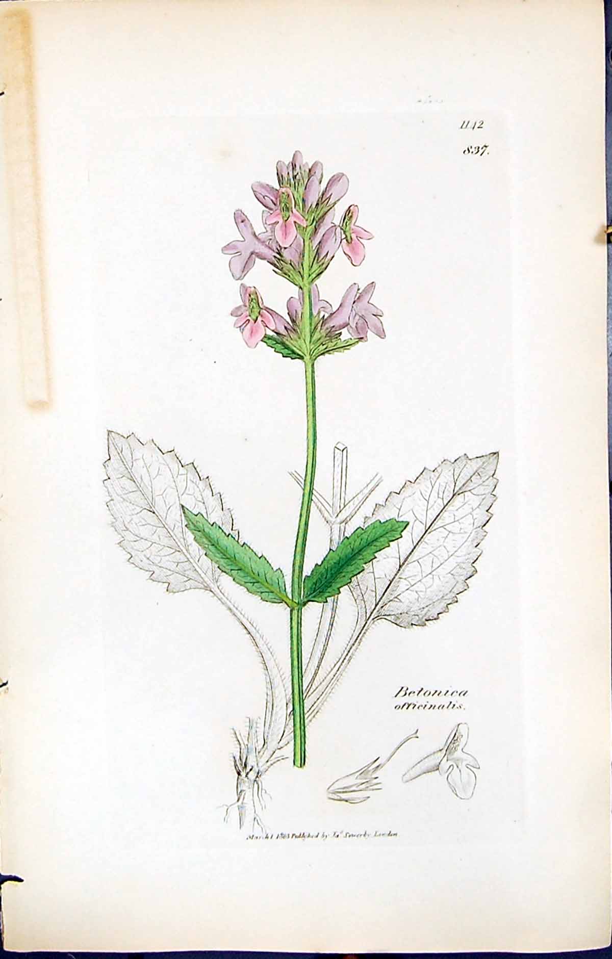 Antique Print British Plants Botany 1847 Sowerby Smith Betonica Officinalis