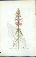 Antique Old Print Stachys Sylvatica British Plants Botany 1847 Sowerby Smith
