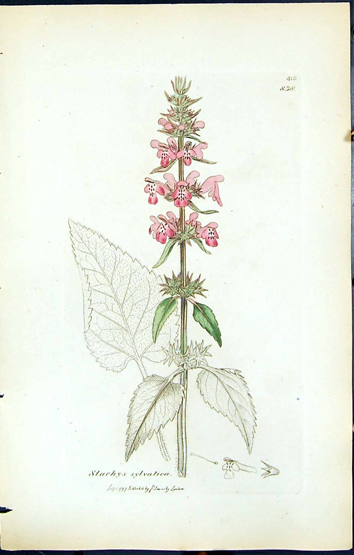 Antique Old Print Stachys Sylvatica British Plants Botany 1847 Sowerby Smith