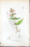 Old Print British Plants Botany 1847 Sowerby Smith Colour Stachys Ambigua 19th