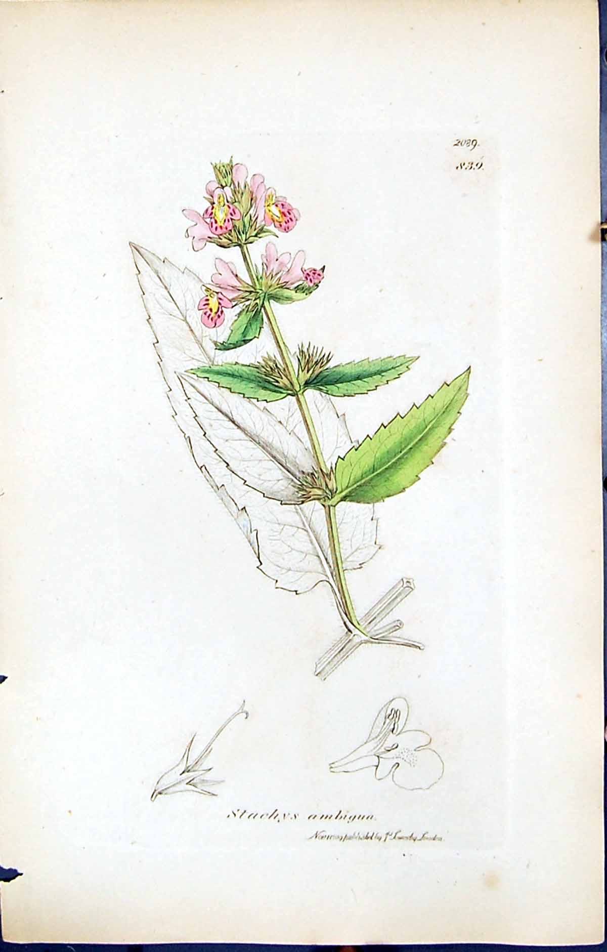 Old Print British Plants Botany 1847 Sowerby Smith Colour Stachys Ambigua 19th
