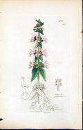 Antique Old Print British Plants Botany 1847 Sowerby Smith Stachys Palustris