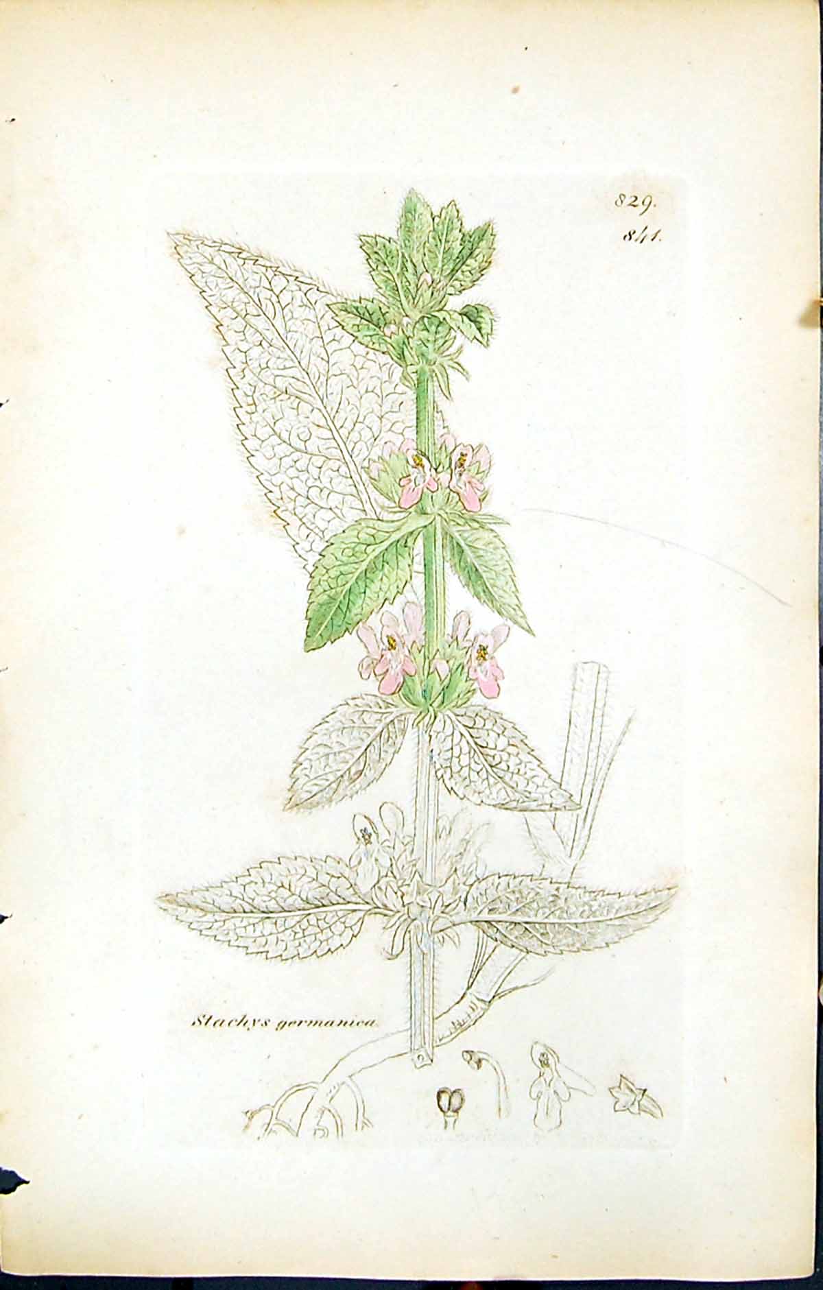 Antique Old Print Stachys Germanica British Plants Botany 1847 Sowerby Smith