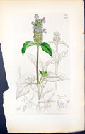 Antique Old Print Prunella Vulgaris British Plants Botany 1847 Sowerby Smith