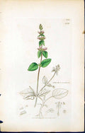 Antique Old Print British Plants Botany 1847 Sowerby Smith Stachys Arvensis