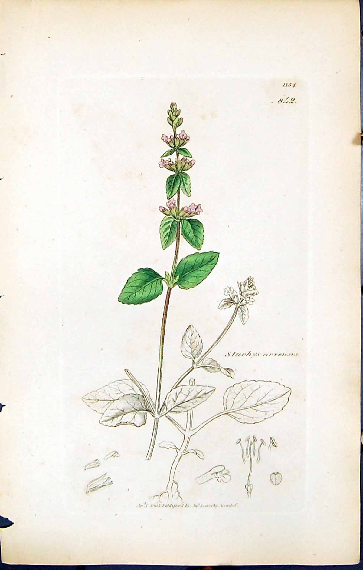 Antique Old Print British Plants Botany 1847 Sowerby Smith Stachys Arvensis