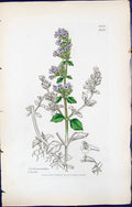 Antique Old Print Calamintha Nepeta British Plants Botany 1847 Sowerby Smith