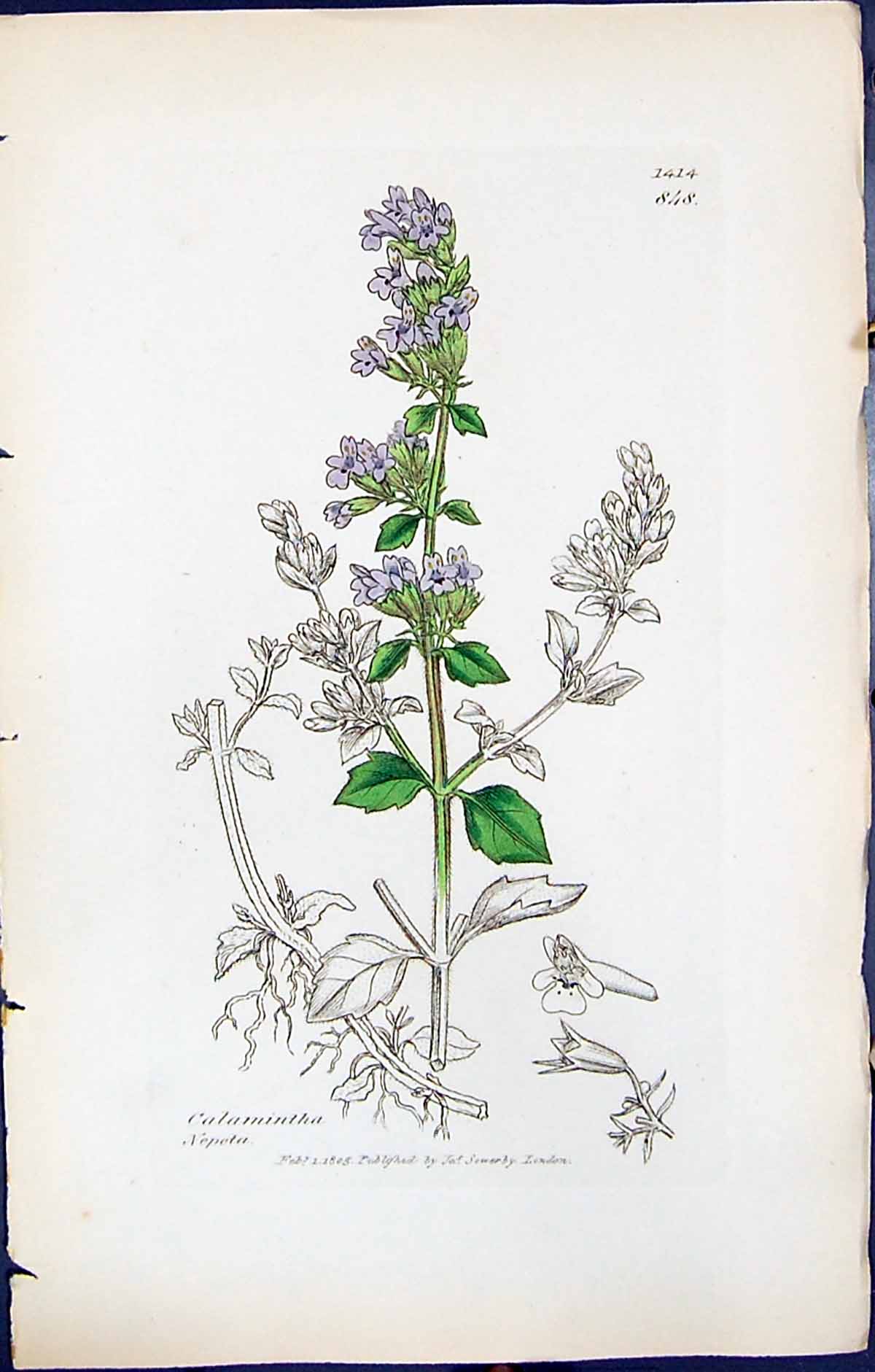 Antique Old Print Calamintha Nepeta British Plants Botany 1847 Sowerby Smith