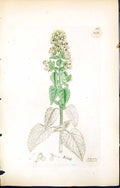 Old Print Nepeta Cataria British Plants Botany 1847 Sowerby Smith Colour 19th