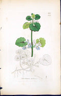 Antique Old Print British Plants Botany 1847 Sowerby Smith Glechoma Hederacea
