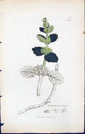 Antique Old Print Marrubium Vulgare British Plants Botany 1847 Sowerby Smith
