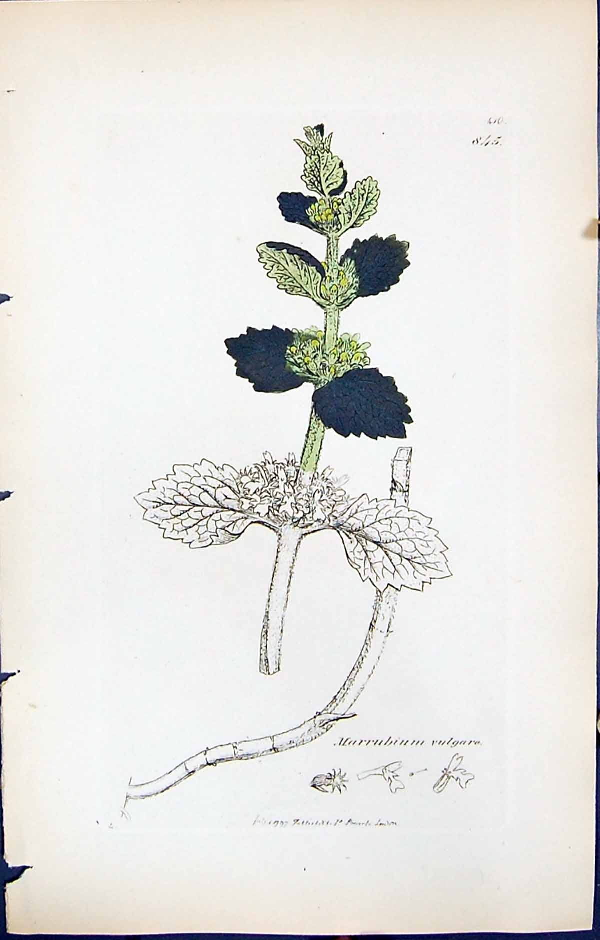 Antique Old Print Marrubium Vulgare British Plants Botany 1847 Sowerby Smith
