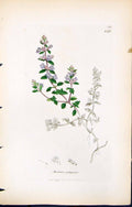 Old Print British Plants Botany 1847 Sowerby Smith Colour Acinos Vulgaris 19th