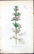 Old Print Calamintha Officinalis British Plants Botany 1847 Sowerby Smith 19th