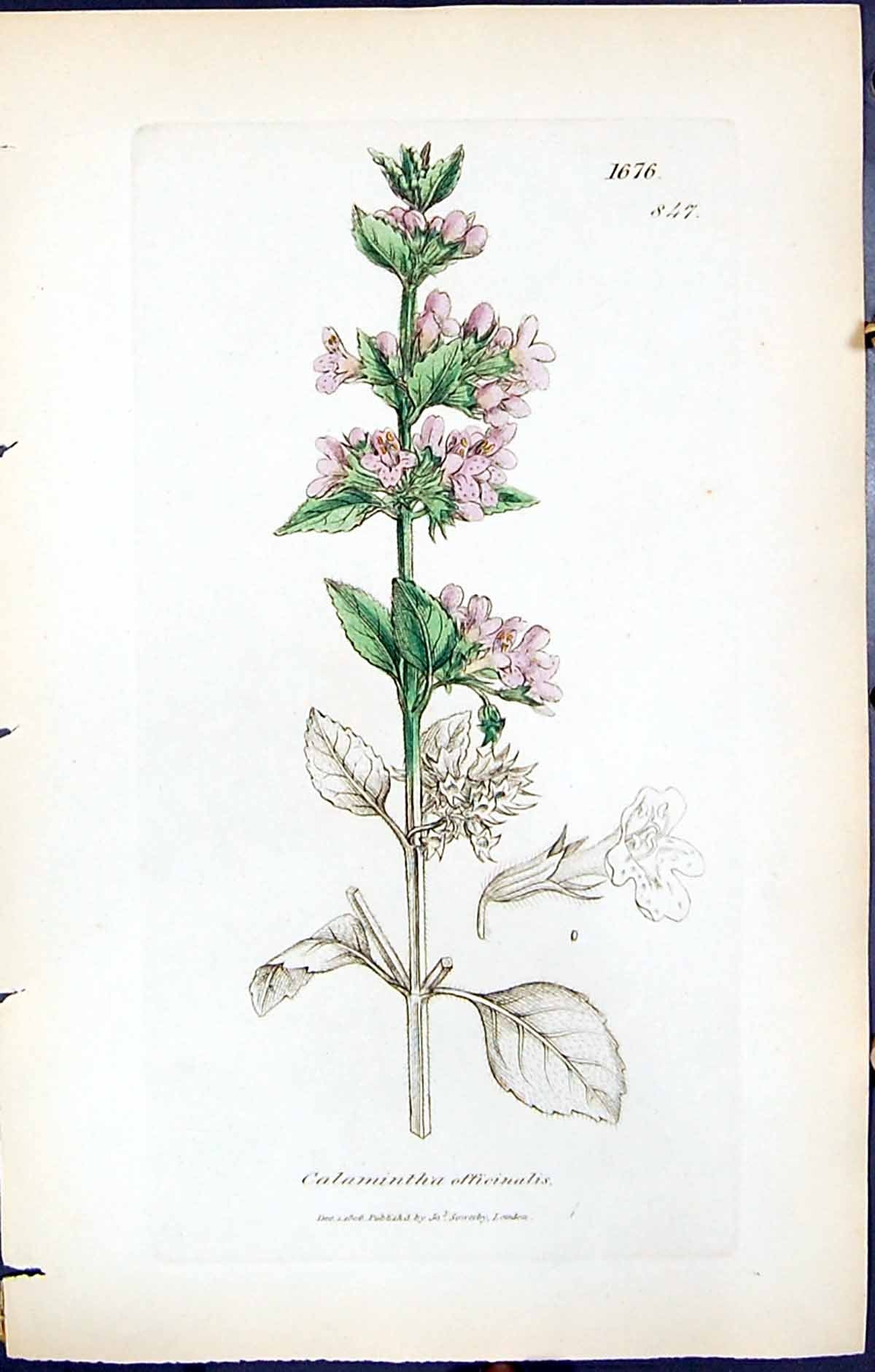 Old Print Calamintha Officinalis British Plants Botany 1847 Sowerby Smith 19th