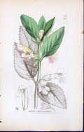 Old Mellitis Melissophyllum British Plants Botany 1847 Sowerby Smith Victorian