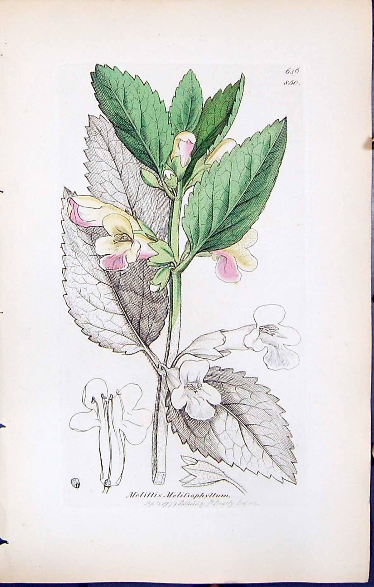 Old Mellitis Melissophyllum British Plants Botany 1847 Sowerby Smith Victorian