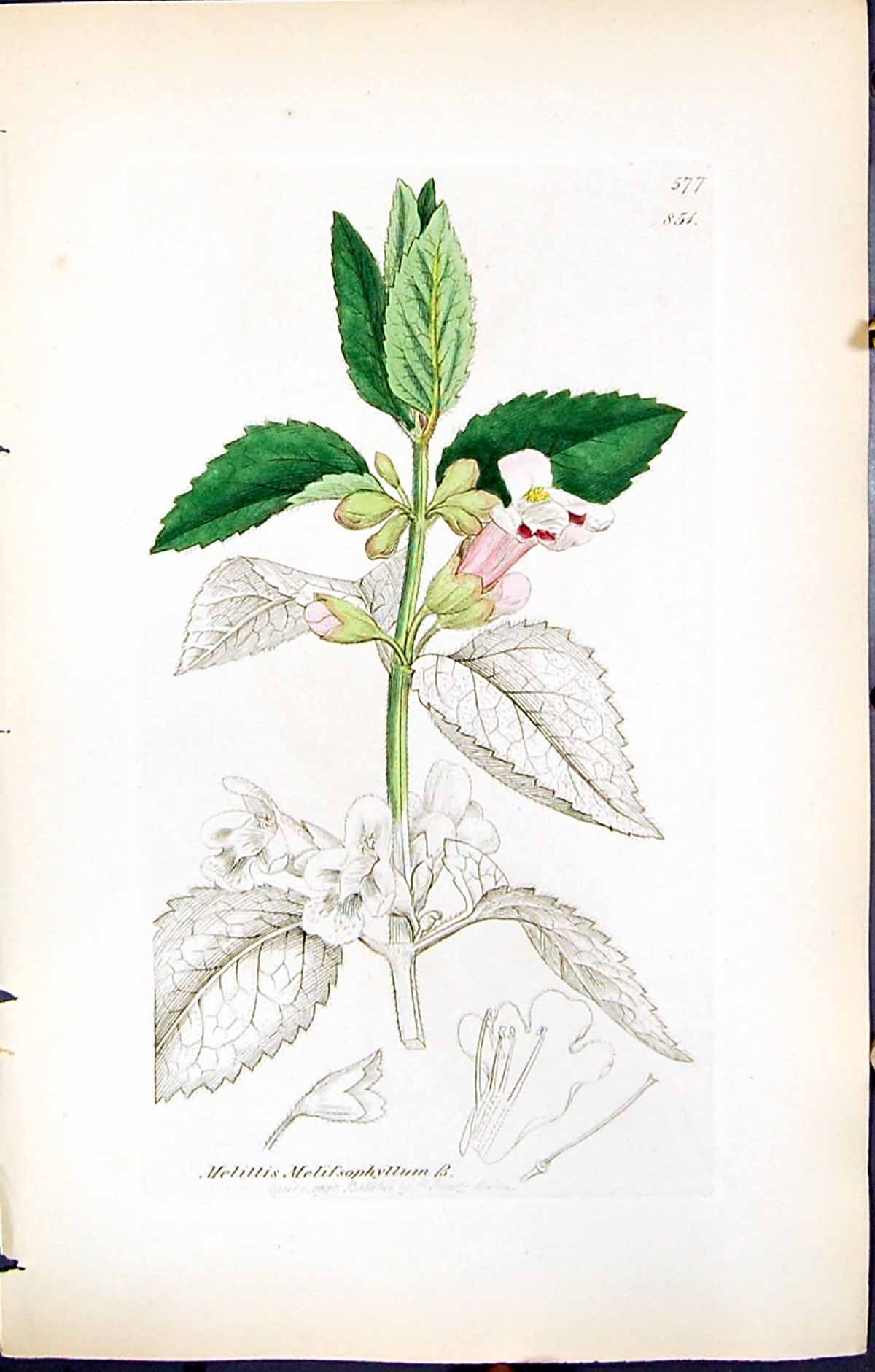 Old Mellitis Melissophyllum British Plants Botany 1847 Sowerby Smith Victorian