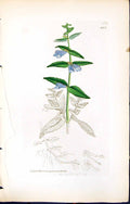 Old British Plants Botany 1847 Sowerby Smith Scutellaria Galericulata Victorian