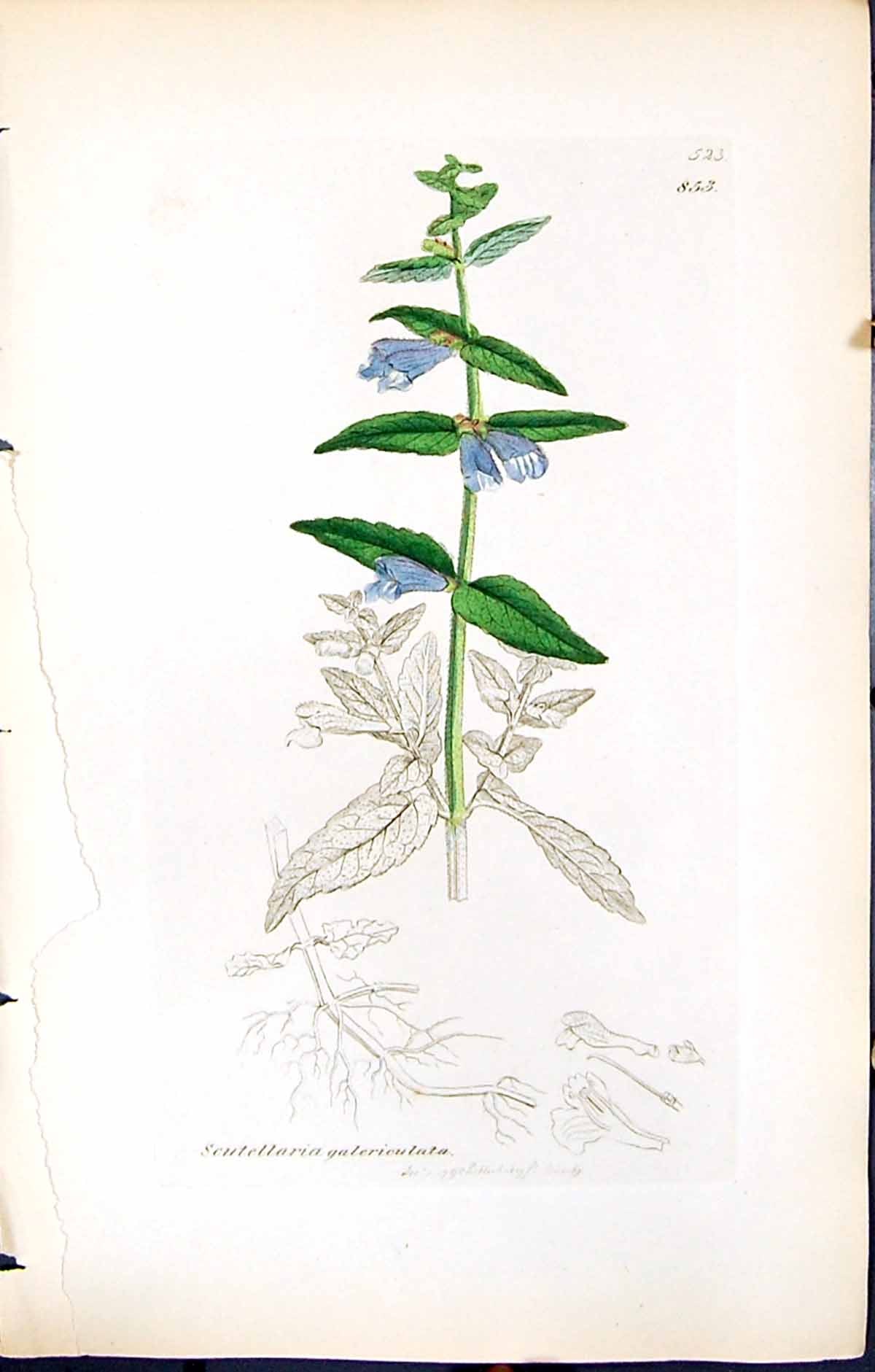 Old British Plants Botany 1847 Sowerby Smith Scutellaria Galericulata Victorian